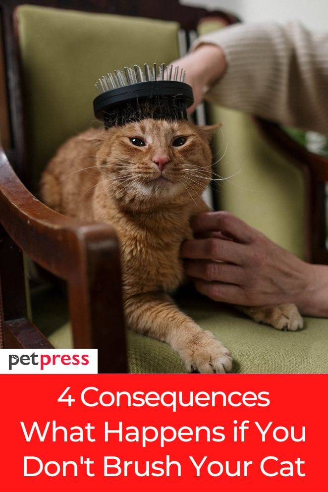 4 Consequences What Happens if You Don't Brush Your Cat?