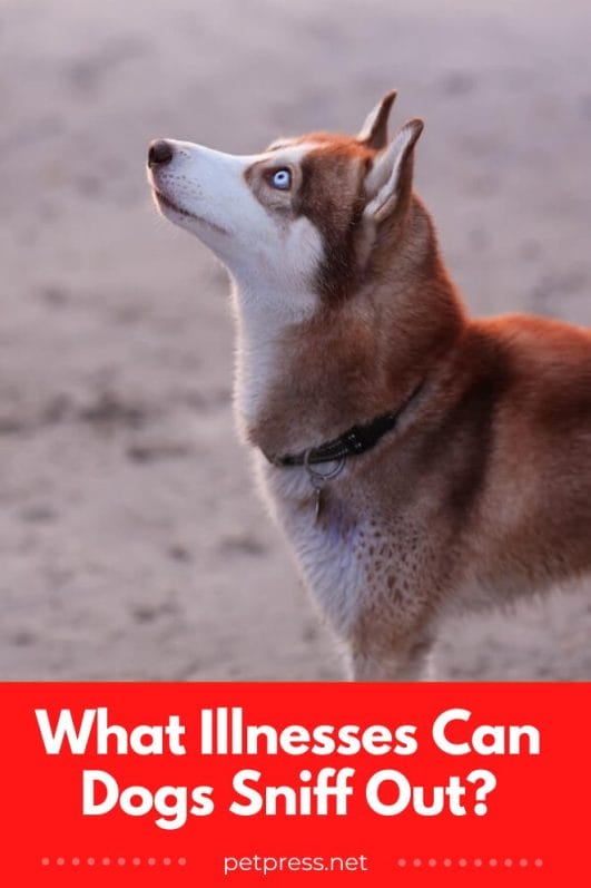 Super Sniffers What Illnesses Can Dogs Sniff Out?