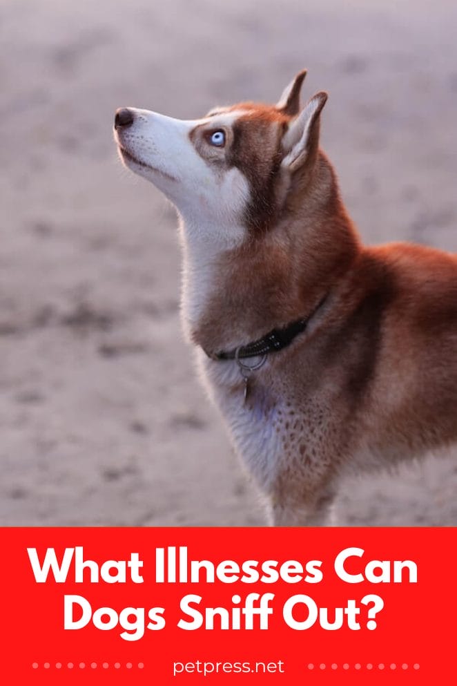 Super Sniffers What Illnesses Can Dogs Sniff Out?