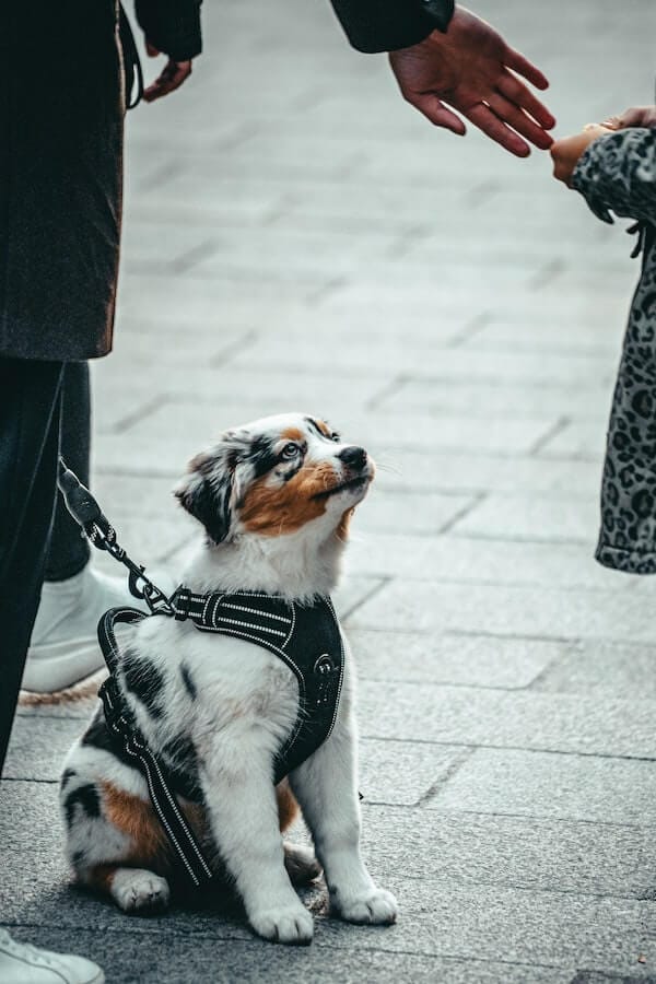 Super Sniffers What Illnesses Can Dogs Sniff Out?