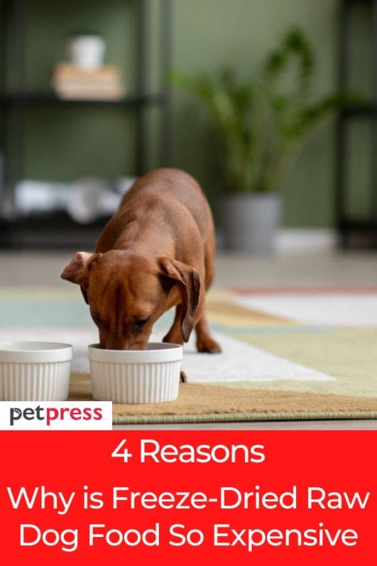 4 Reasons Why is FreezeDried Raw Dog Food So Expensive