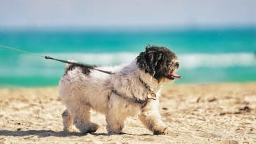 Worst dogs for Families