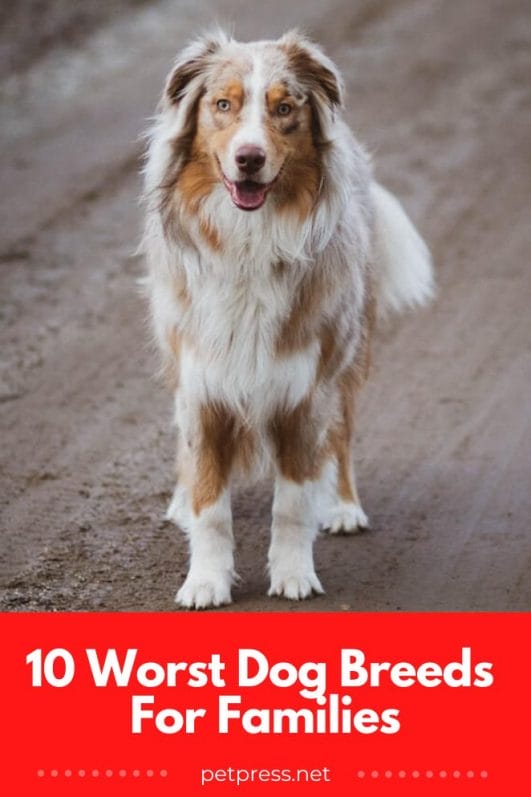 Top 10 Worst Dogs For Families