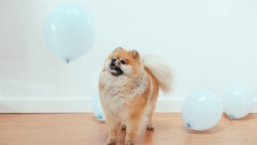 Worst dogs for hunting