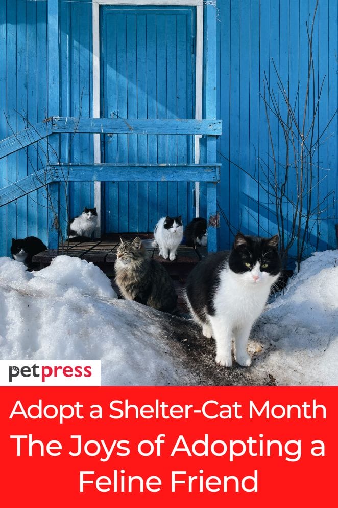 adopt-a-shelter-cat-month