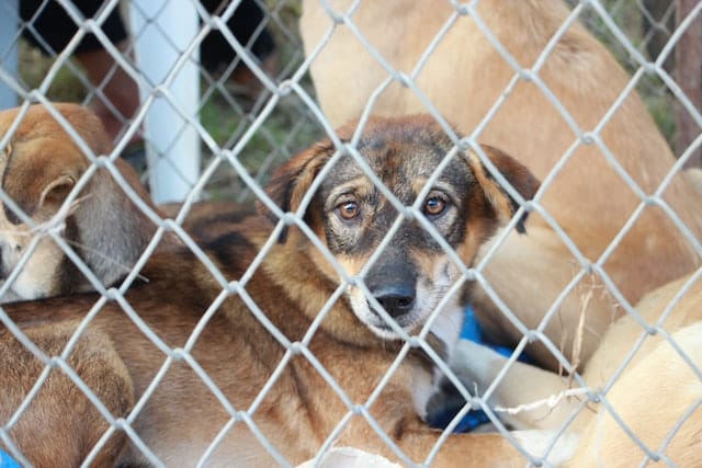 Animal Rights Awareness Week: Advocating for Compassion