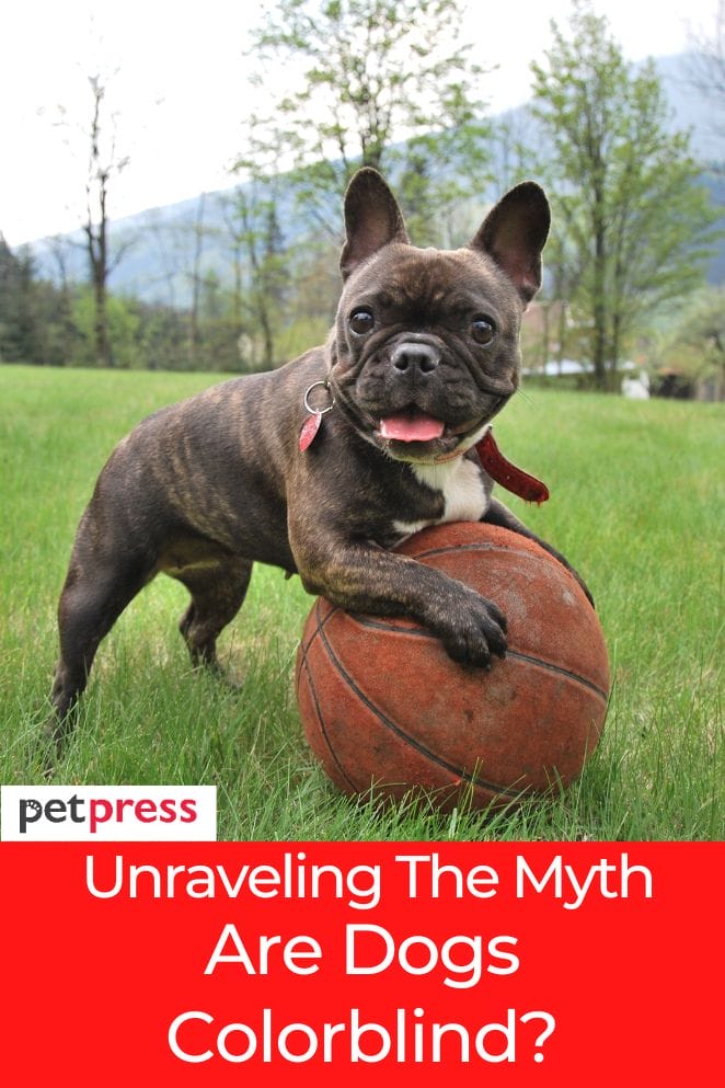 are dogs colorblind