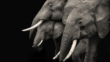 Elephant group