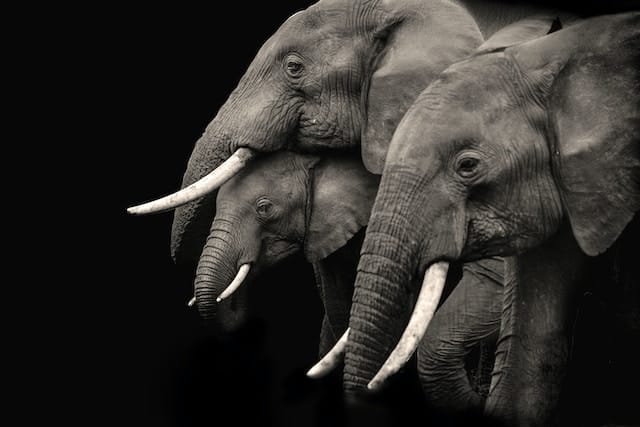 Elephant group