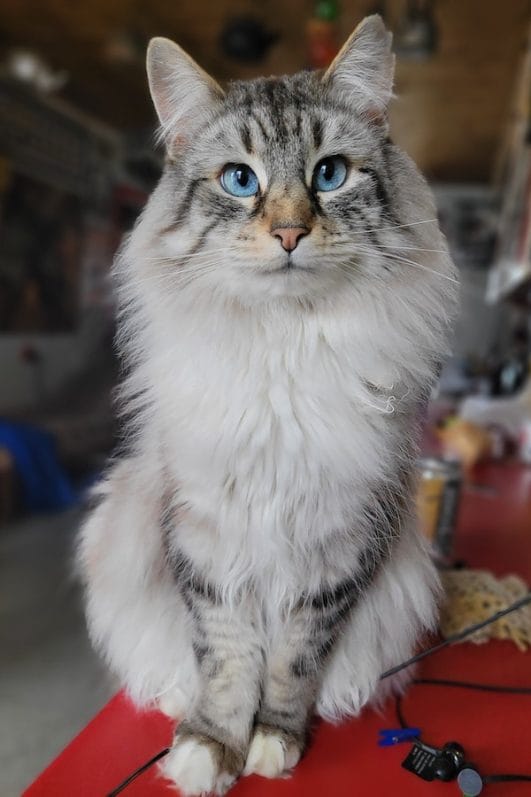 Feline Dental Is It Too Late to Start Brushing My Cat's Teeth?