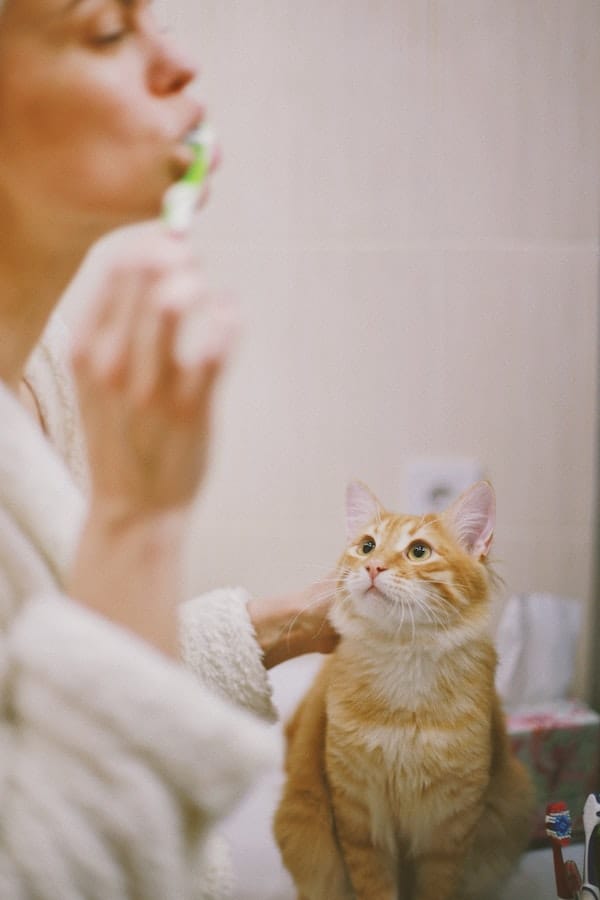 Feline Dental Is It Too Late to Start Brushing My Cat's Teeth?