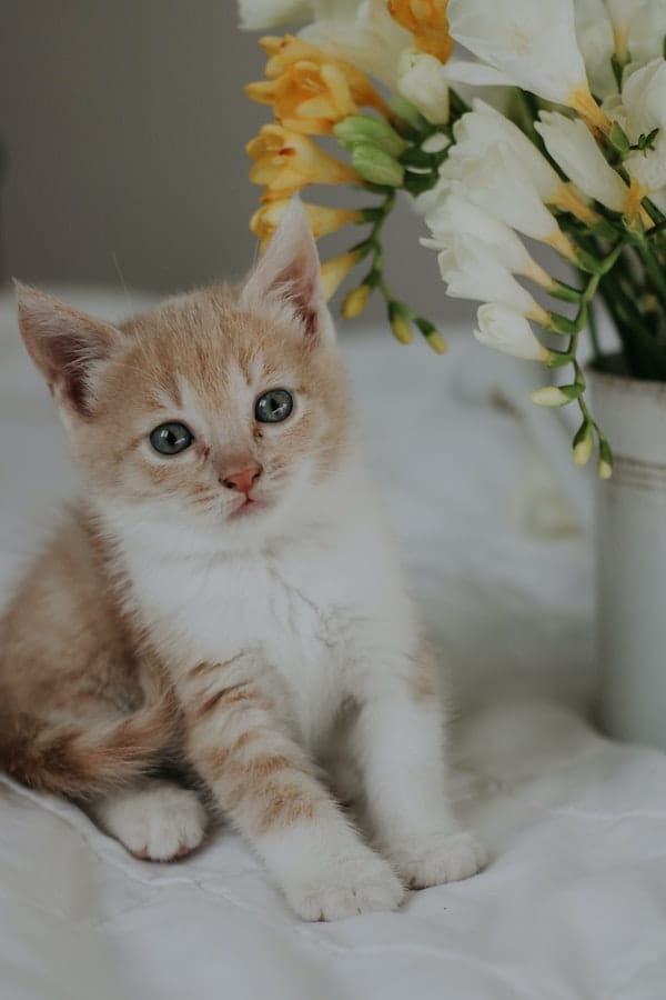 cat-brushing