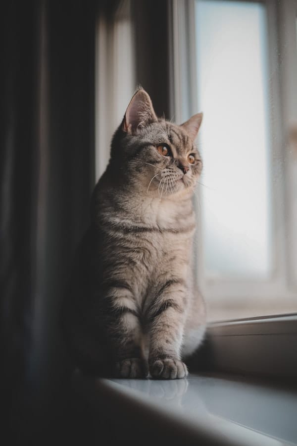 4 Reasons Common Why Do Cats Cry When You Brush Them?