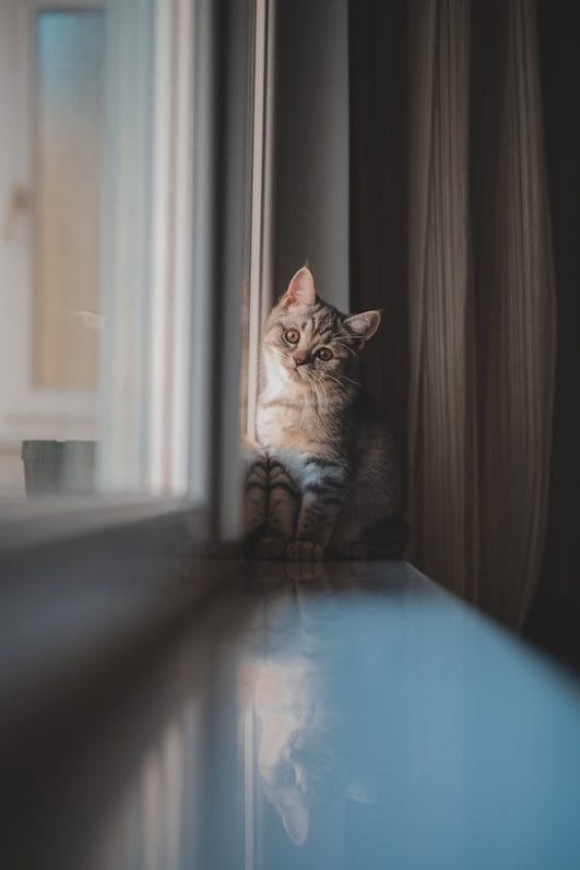 4 Reasons Common Why Do Cats Cry When You Brush Them?