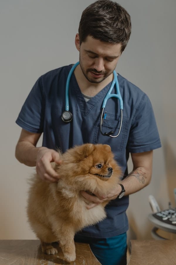 check-up-dog