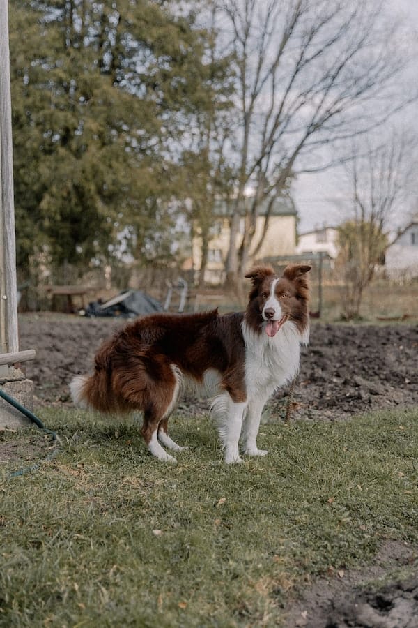 Will Vinegar Stop Your Dog from Pooping in the Same Spot?