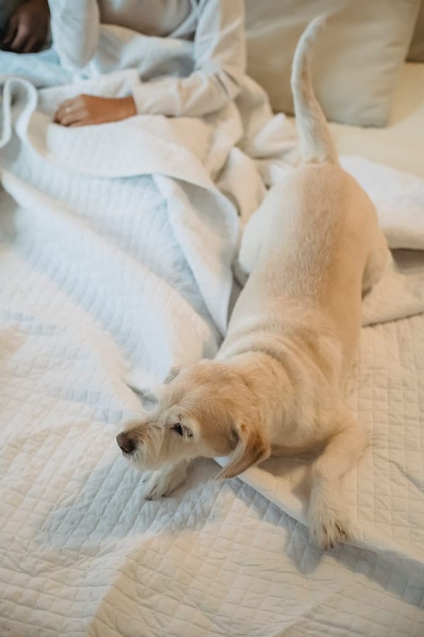 Answered Can I Use My Weighted Blanket With My Pet?