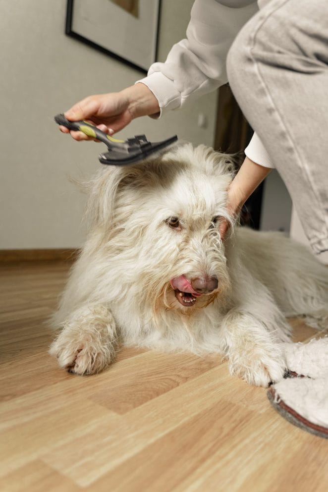 dog-brushing