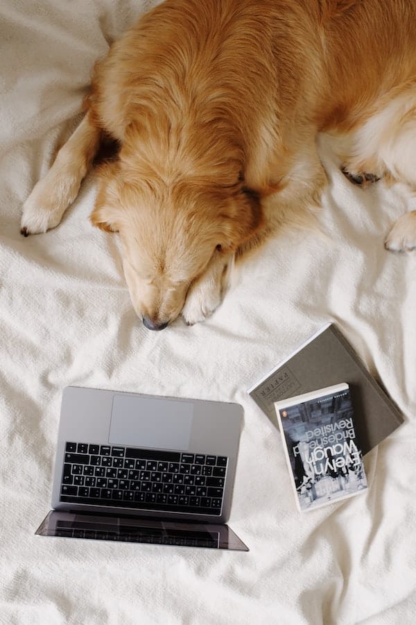 dog-channel