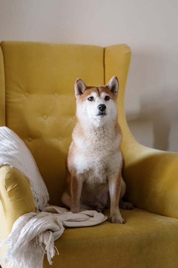 dog-color-vision