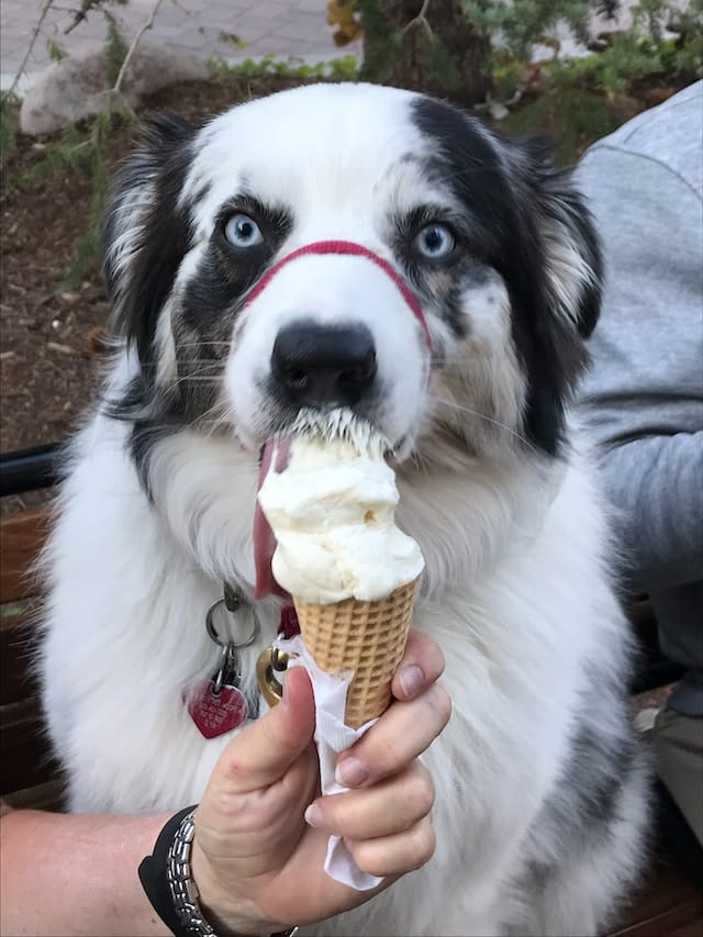 dog-eating-ice-cream