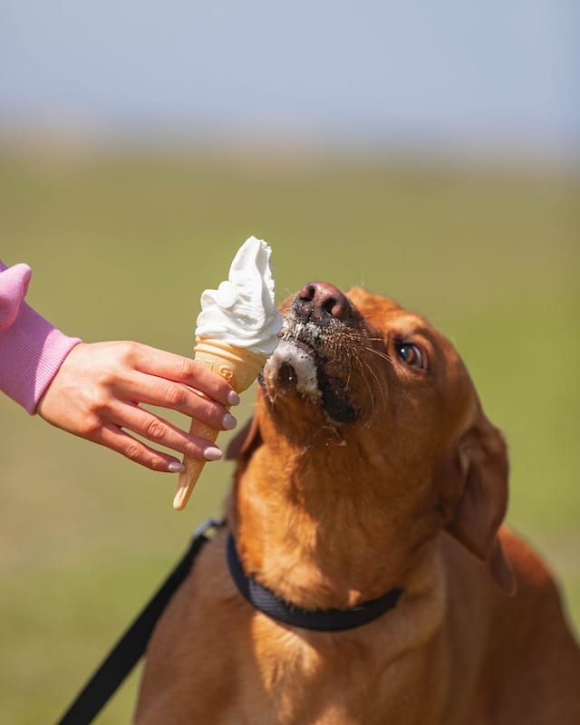 dog-eats-ice-cream