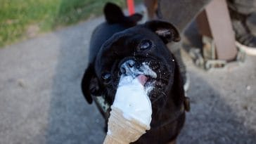 dog-ice-cream