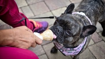 dog-ice-cream