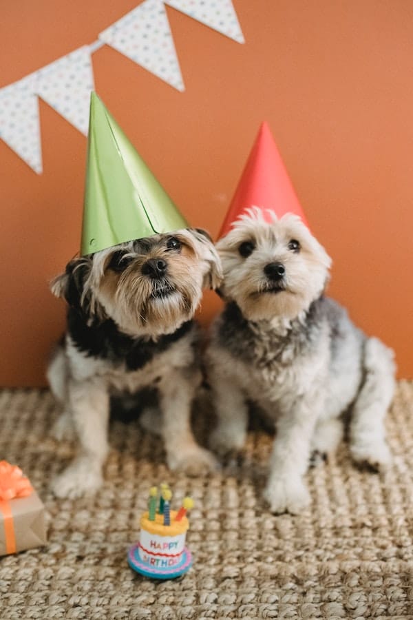dog-party