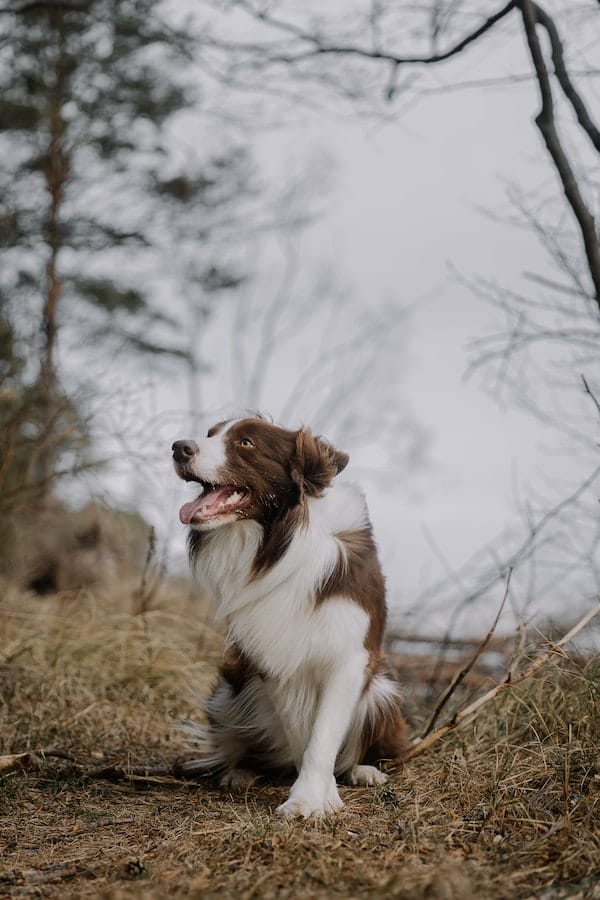 Will Vinegar Stop Your Dog from Pooping in the Same Spot?