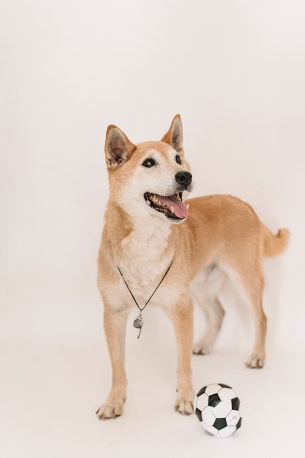 Are Dog Puzzles Worth It? 6 Benefits of Using Dog Puzzles