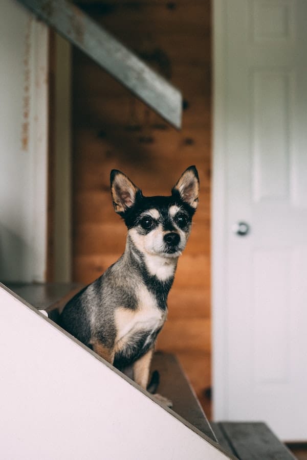 dog-see-color