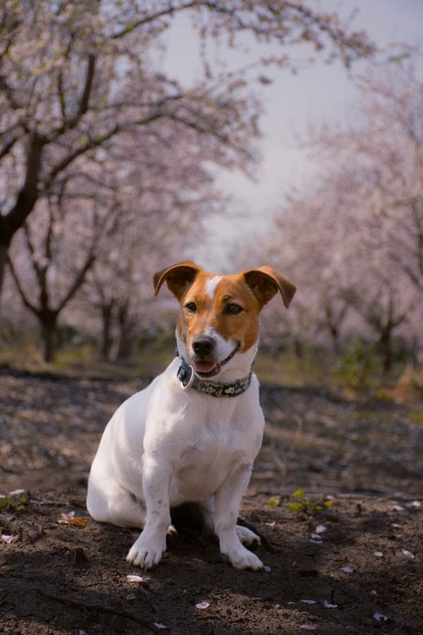 Will Vinegar Stop Your Dog from Pooping in the Same Spot?
