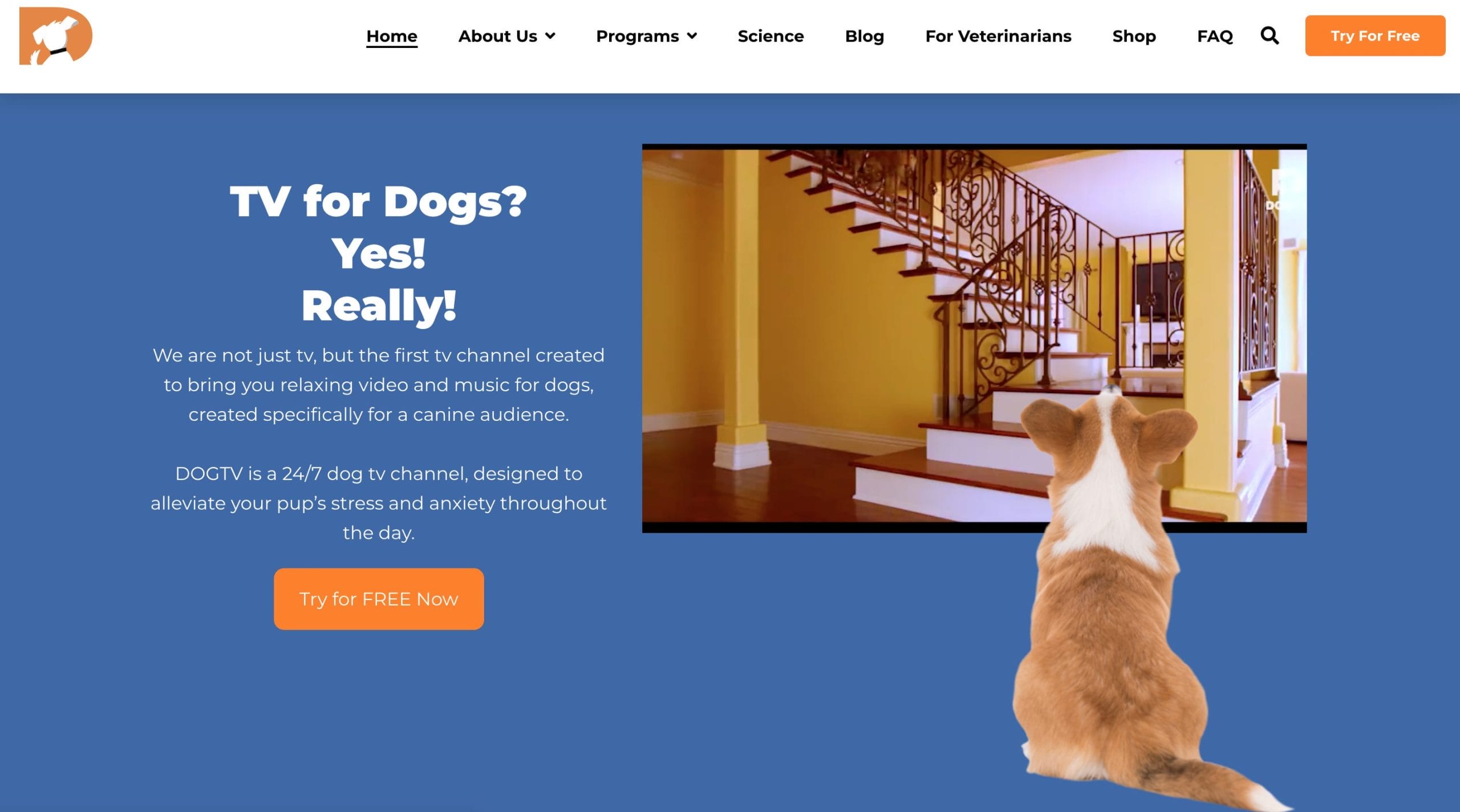 dogtv