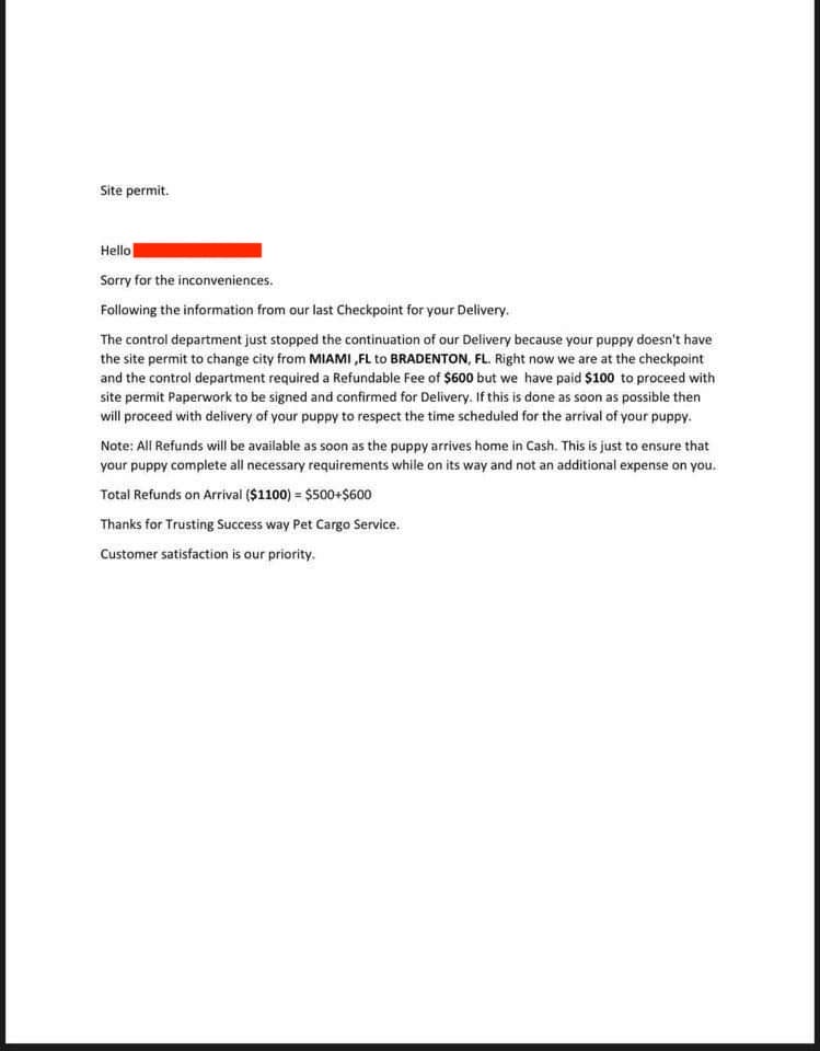 Tiny Teacup Chihuahua Puppy Sale PetPress