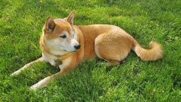 national-microchioping-pet-month