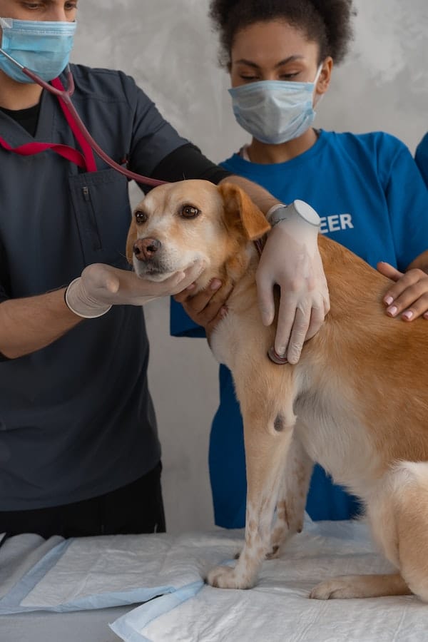 pet-immunization