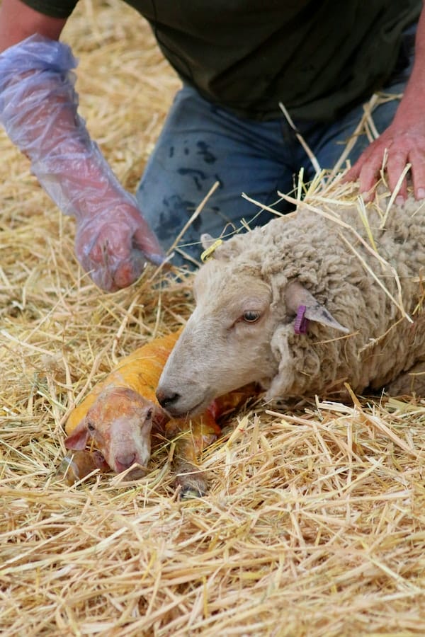 pet-vaccine