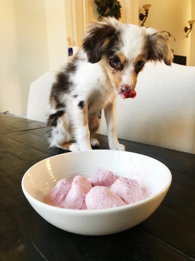 respberry-dog-ice-cream