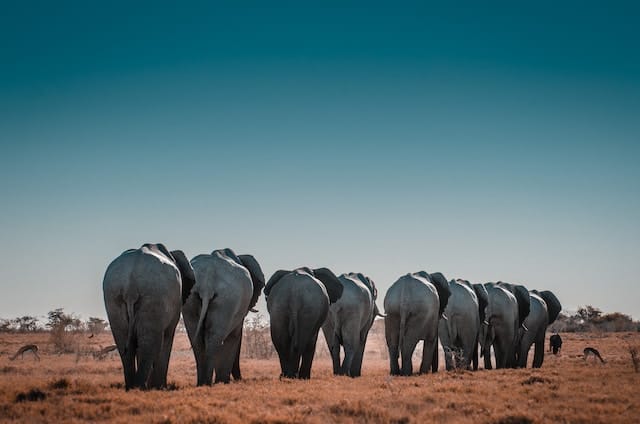 Elephant family