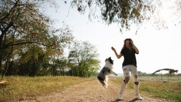 sheltie-dog-day