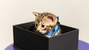 smart-cat-litterbox