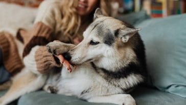 smells-to-deter-dogs