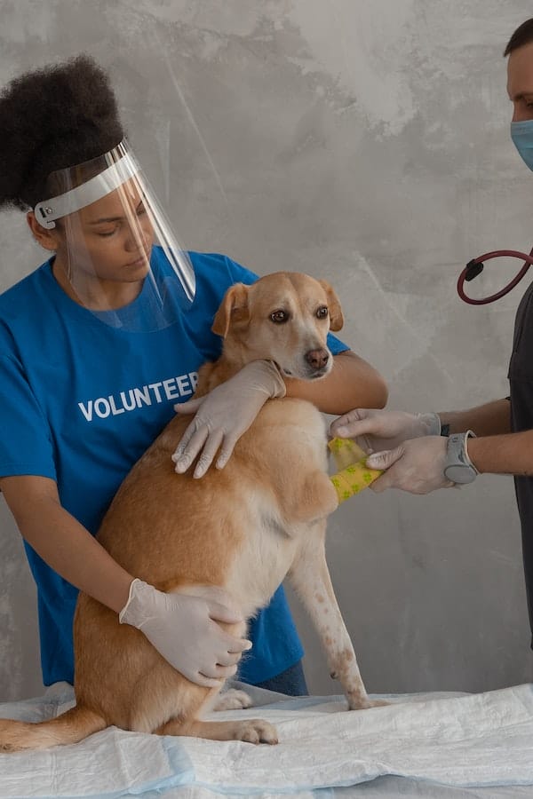 Veterinary Appreciation Day Honoring Our Animal Care Heroes