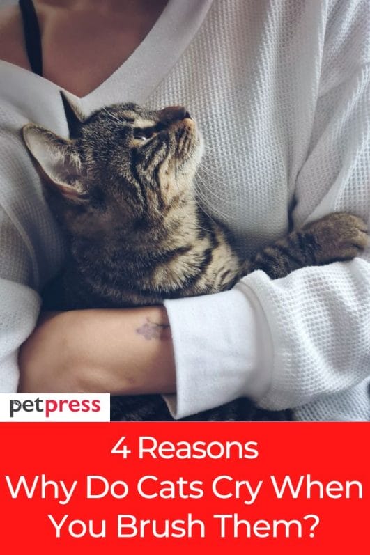 4 Reasons Common Why Do Cats Cry When You Brush Them?