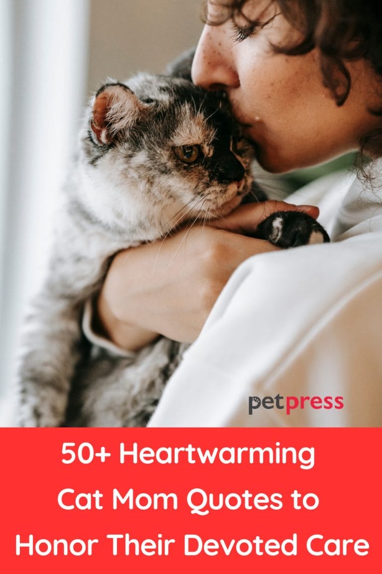 50+ Heartwarming Cat Mom Quotes to Honor Their Devoted Care