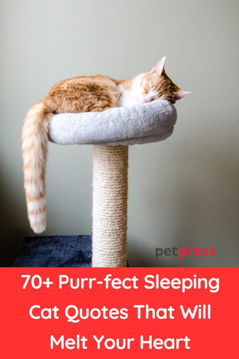 70+ Purr-fect Sleeping Cat Quotes That Will Melt Your Heart