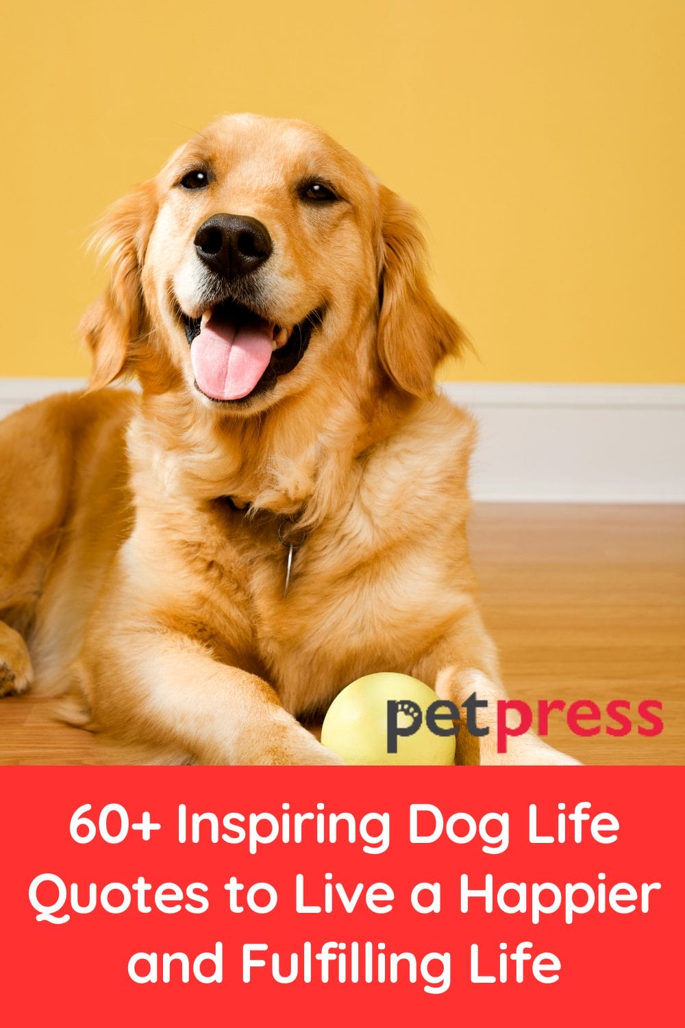 60+ Inspiring Dog Life Quotes to Live a Happier and Fulfilling Life