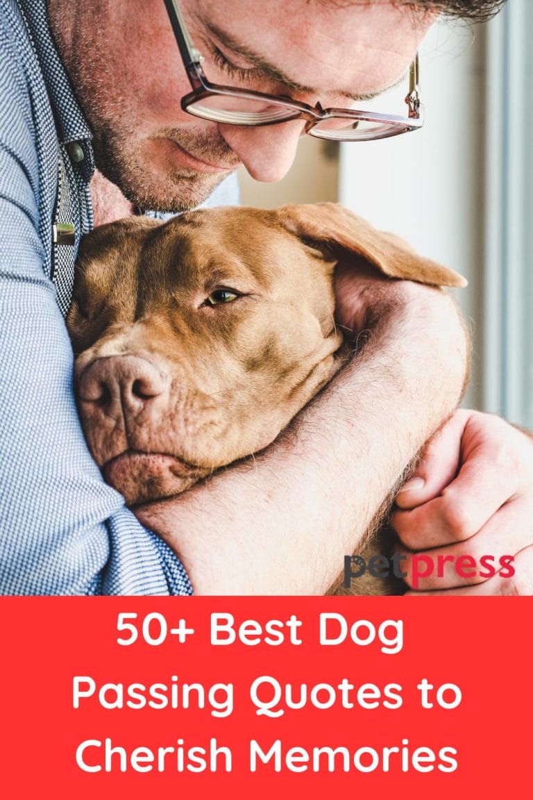 Best Dog Passing Quotes