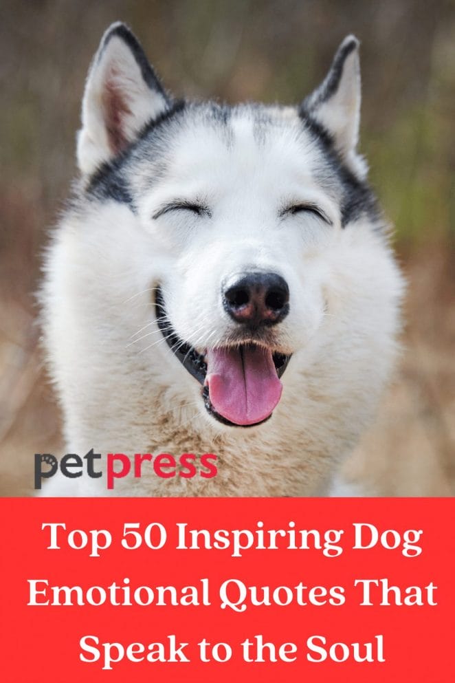 Top 50 Inspiring Dog Emotional Quotes That Speak to the Soul
